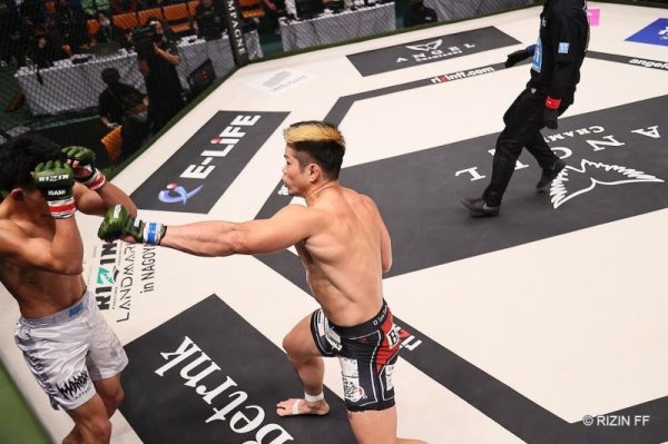 Photo7: BULL TERRIER Long Spats TRADITIONAL Gray (7)